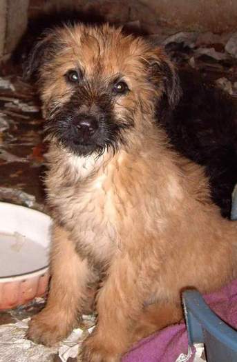 briard Yvo - BRIARD Ciobanesc de BRIE