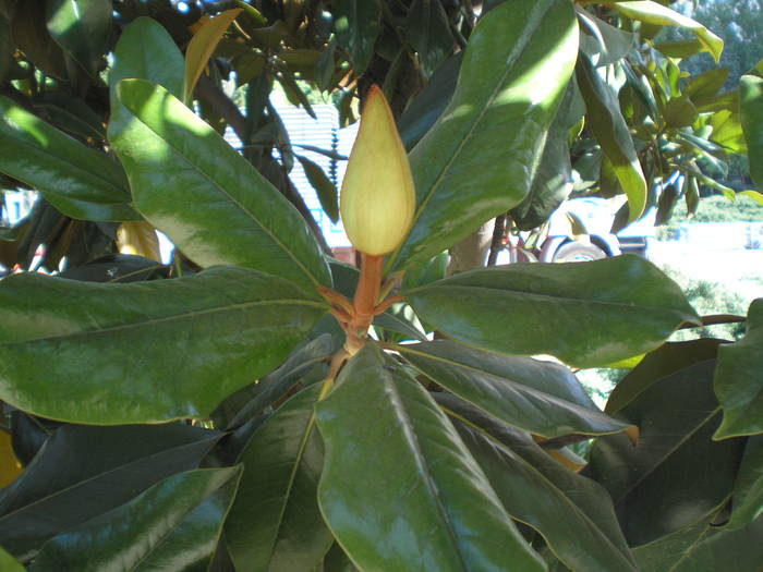 P6300186 - magnolia grandiflora Spania 2008