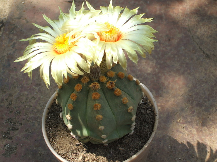 Astrophytum asterias v. nudum