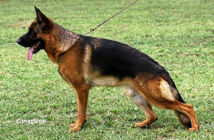 Ban - ciobanesc german de top