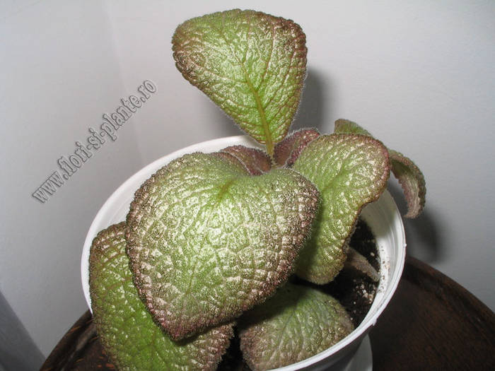 Episcia Edge of Night,