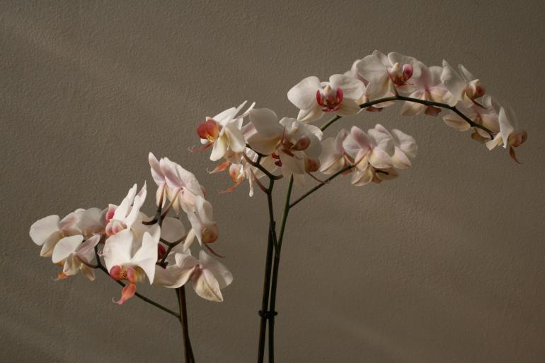 phalaenopsis - plante 2007