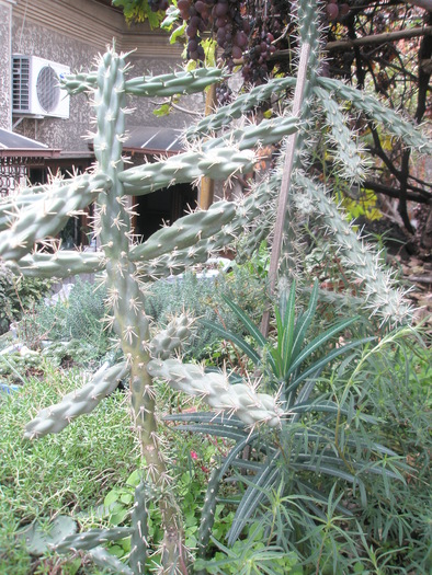 Opuntii si o Euphorbie de gradina - plante de exterior - 2009 - 2010