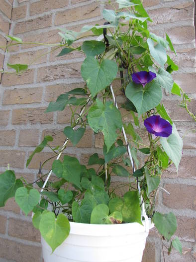 Ipomoea 1 aug 2009 (3)