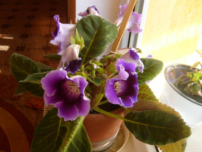 gloxinia