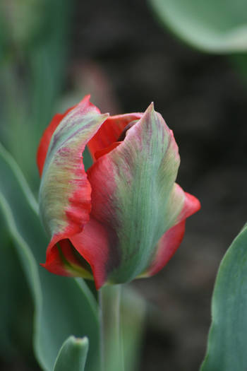 Hollyood - garden 2009