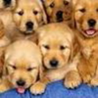 Avatar Animale Avatare Cu Animale Catei Mici Poze Cu Caini Si