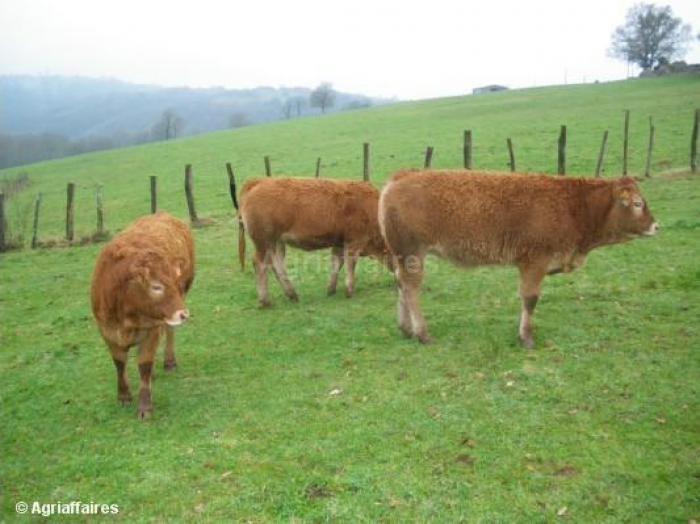 vitele limusine 12luni - Vaci de carne DANYJOJO