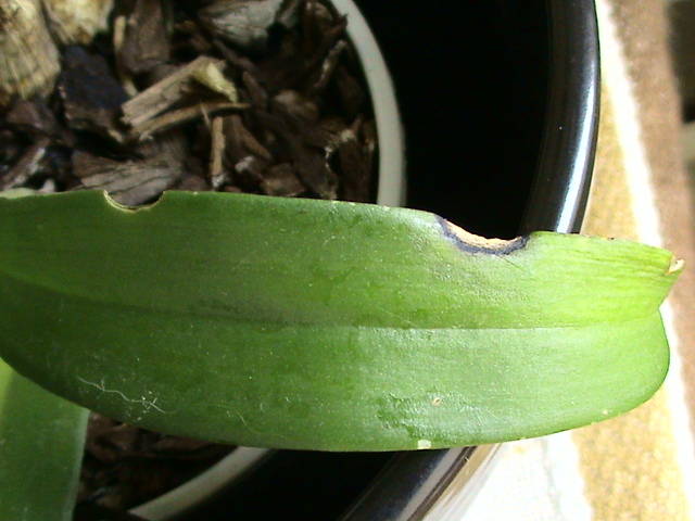 17 mart 2009 - orhidee cu prob