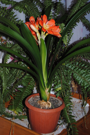 Clivia - Clivia