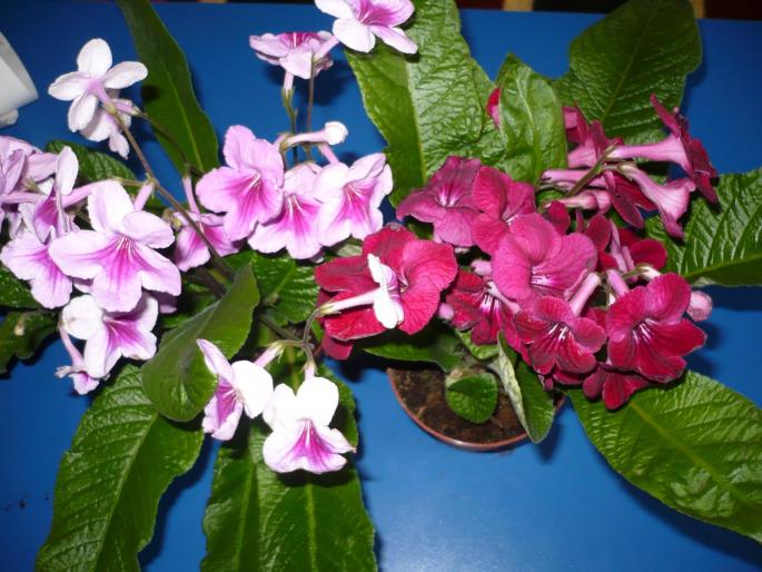 streptocarpus