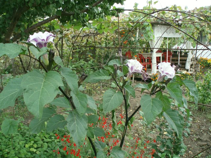 Datura