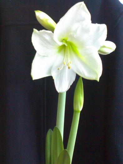 Chr. Gift - Hippeastrum sezon 2008