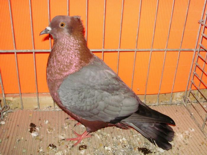 09521 gimpel 1 09521 gimpel 1