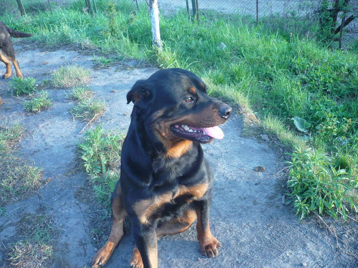 P1060097 - CAINI- pisici-DIVERSE