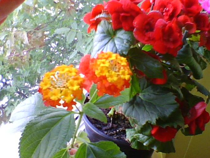 lantana