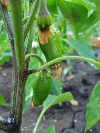 Jalapeno Pepper (2009, June 21) - Jalapeno