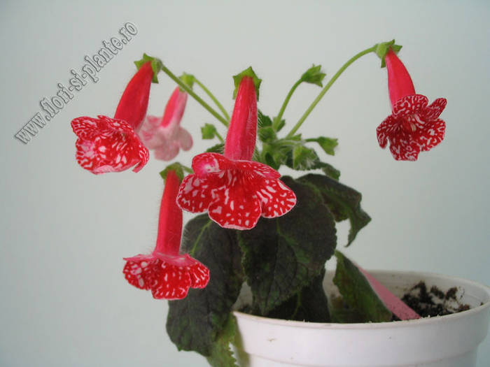 Kohleria Birgitta 5 - KOHLERIA I