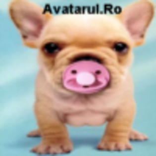 avatar_11 - club animale