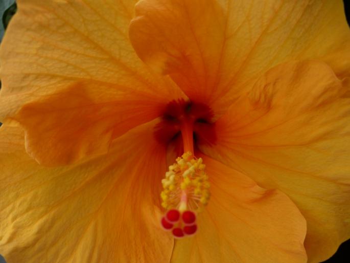 detaliu floare