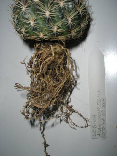 Lobivia acanthoplegma 2