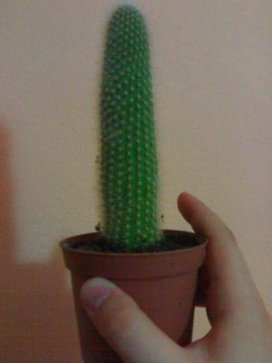 Cleistocactus - Cactusi 2008