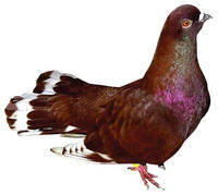 visiniu romanesc - X-TODAS LAS RASAS DE PALOMAS EN EL MUNDO