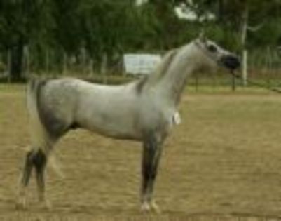 un cal Arab