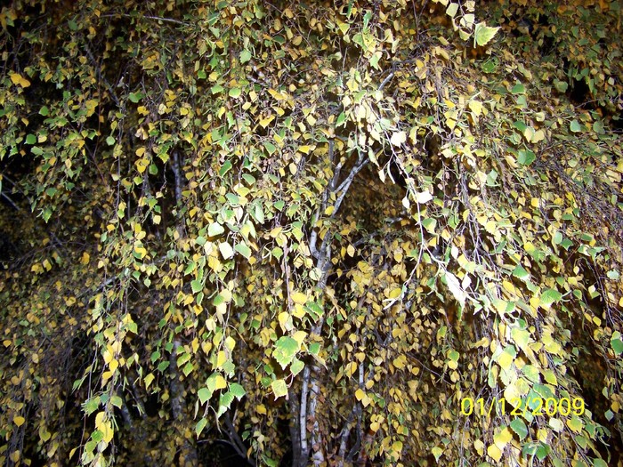 100_6116 - 1 Decembrie Timisoara