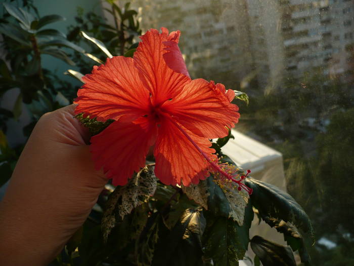 P1150161
