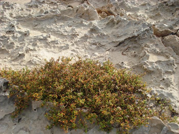 Picture 546; Cape Greco
