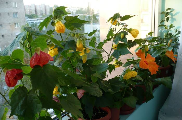 P1110145 - ABUTILONI