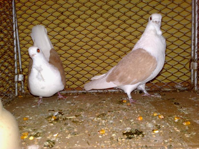 2009-02-15_14-49-16_150220091158