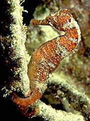 Cal de mare - poze muuuuuuuuuuuuuulte