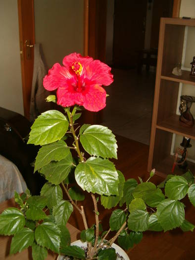 gabi 30-05-09 - hibiscus