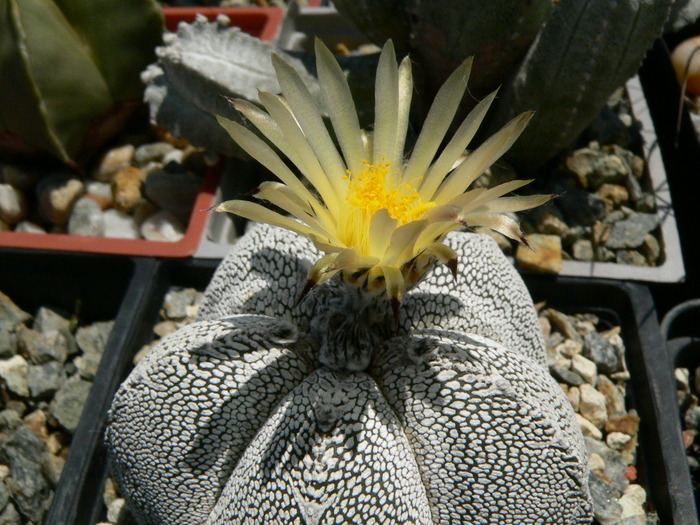 astrophytum_myriostigma_cv.Onzuka_fl - genul Astrophytum