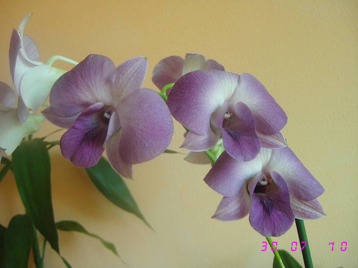 Dendrobium