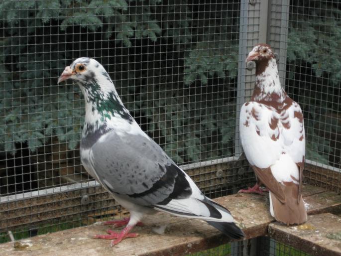 Perechea 37.Hub Hendrix+Meullemans