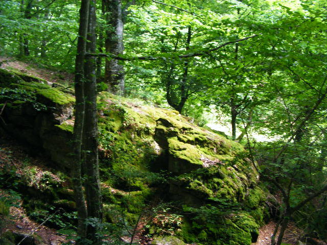 DSCF2551 - Berchezoaia Biserica Vacilor 28 iunie 2009