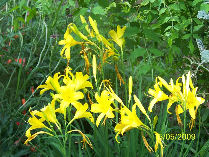 100_1822 - Primavara in curte  Timisoara