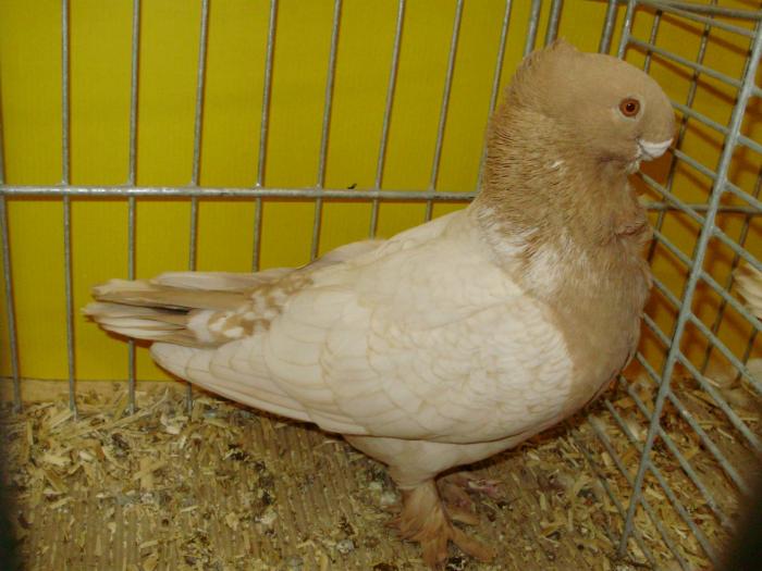 13842 blond  gelb 1 - 1505 partea 6