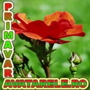 44 - poze avatar primavara
