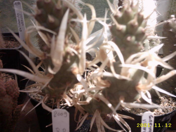 61-Tephrocactus articulatus v.syringacantus