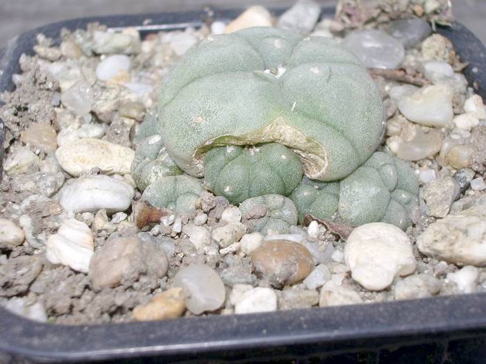 Lophophora williamsii v. caespitosa, cezariana - Lophophora