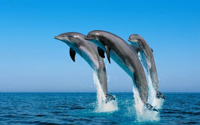 dolphins_ 3 - Concurs Delfini iubitori si gingasi