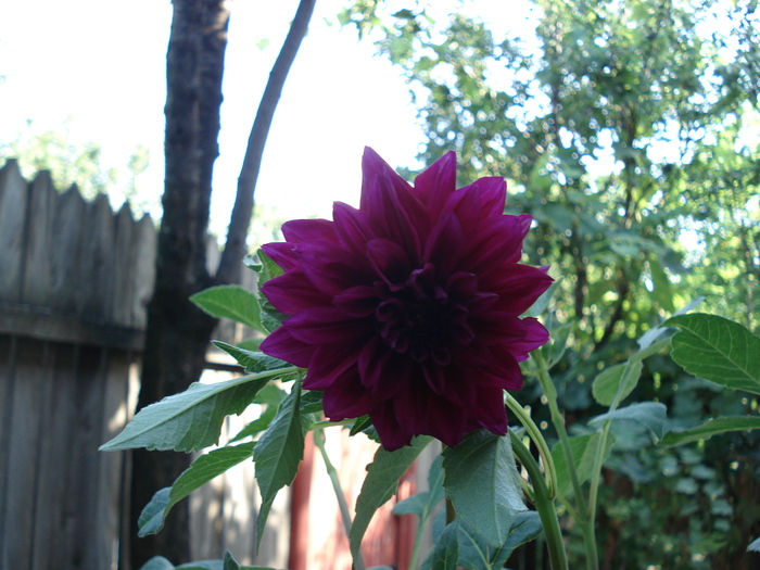 DSC09737