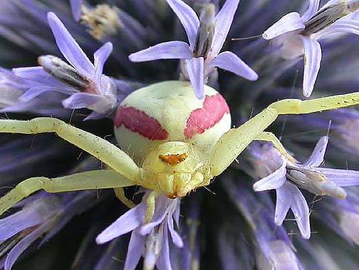 flower-spider-eyes-small - poze insecte