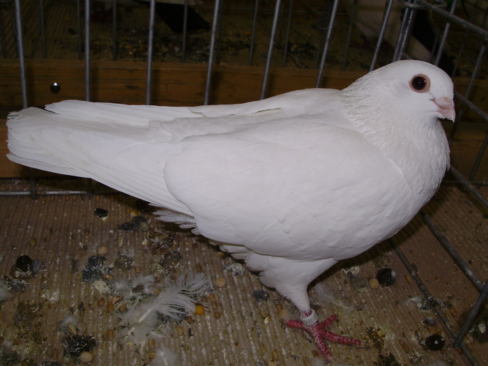 11859 c 1
