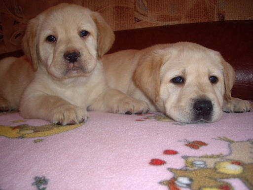 Labrador Retriever - Labrador Retriever