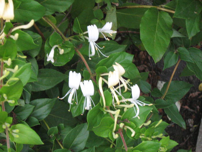 Lonicera japonica